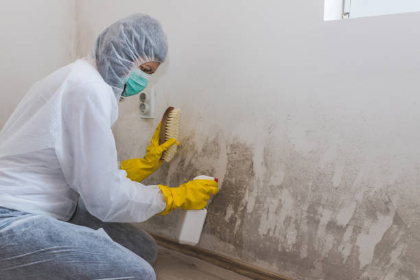 Mold Odor Removal Services in Colona, IL